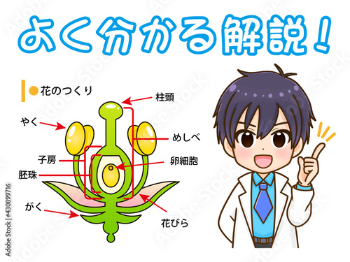 花の構造について解説する男の子