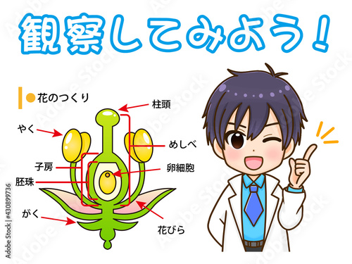 花の構造について解説する男の子2