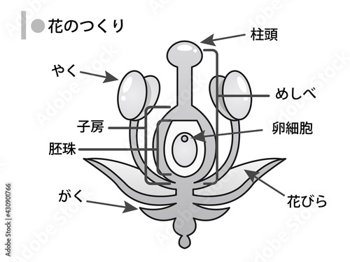 花のつくりの図解イラスト3