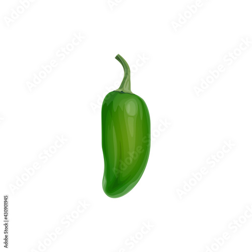 Green bell pepper vector paprika natural fresh vegetable, healthy food. Cartoon Bulgarian pepper design element, organic veggies, ripe plant, eco farm production isolated on white background