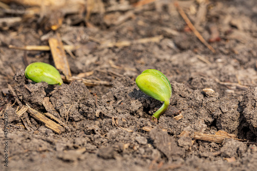 Soybean plant emerging through corn residue in farm field. Concept of soybean planting season, minimum tillage and plant growth photo