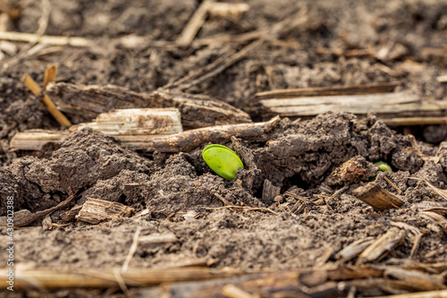 Soybean plant emerging through corn residue in farm field. Concept of soybean planting season, minimum tillage and plant growth photo