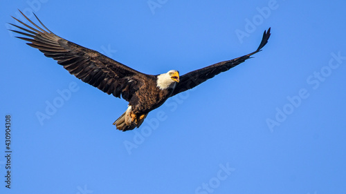 A Bald Eagle in Flight at Drummond Flats Wildlife Management Area in Oklahoma in Spring