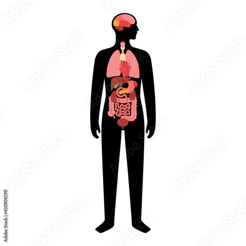 Human internal organs