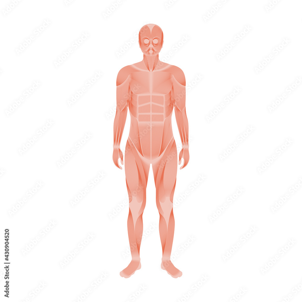 Fototapeta premium Human muscular system