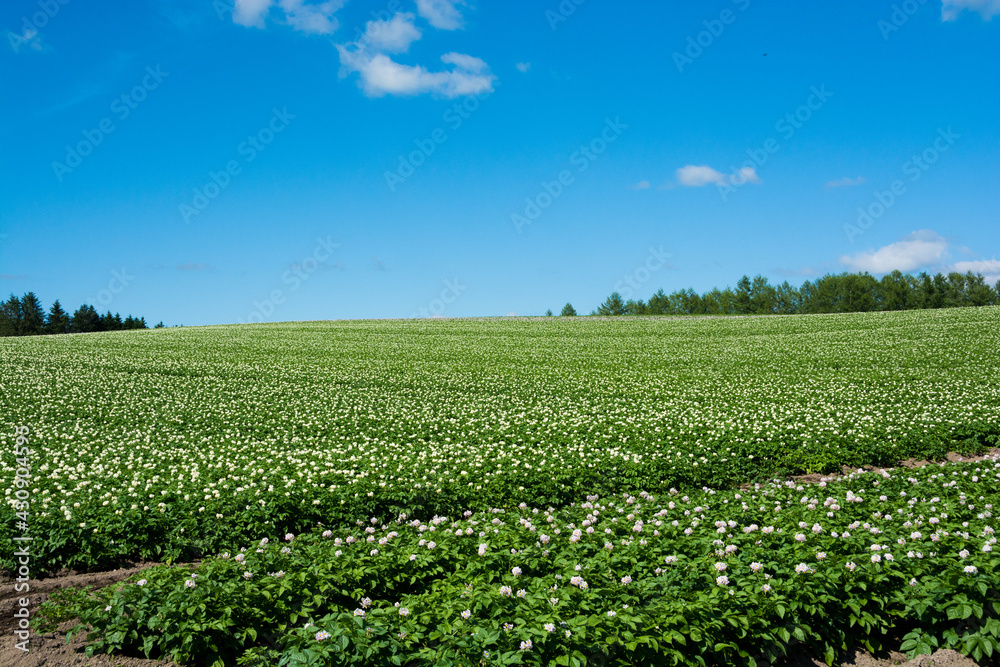 ジャガイモ畑と夏空
