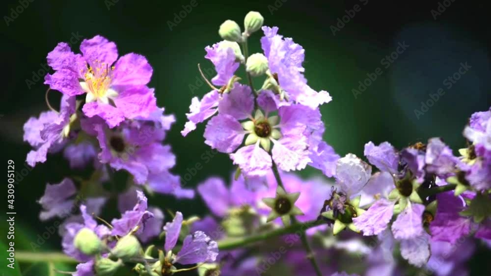 Natural purple flowers swayed by wind blow. The beautiful flowers and green leafs is relaxing romantic and peaceful. It waving along wind breeze. flowers environment concept. Natural purple flowers swayed by wind blow. The beautiful flowers and green leafs is relaxing romantic and peaceful. It waving along wind breeze. flowers environment concept.