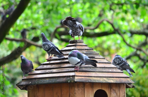 Palomas encima de su casa