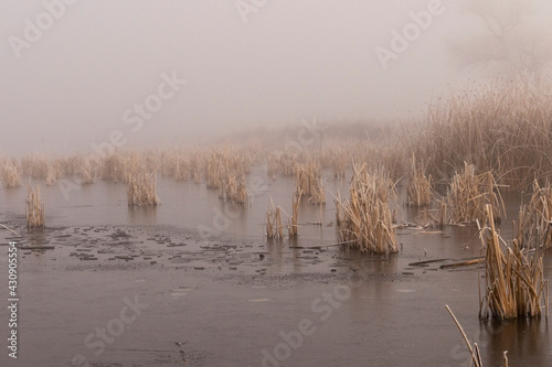 A foggy morning at the frozen tule marsh in the Klamath Wildlife Area on the Klamath River, Oregon.
