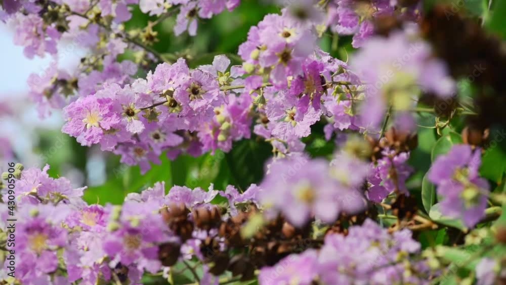 Natural purple flowers swayed by wind blow. The beautiful flowers and green leafs is relaxing romantic and peaceful. It waving along wind breeze. flowers environment concept. Natural purple flowers swayed by wind blow. The beautiful flowers and green leafs is relaxing romantic and peaceful. It waving along wind breeze. flowers environment concept.