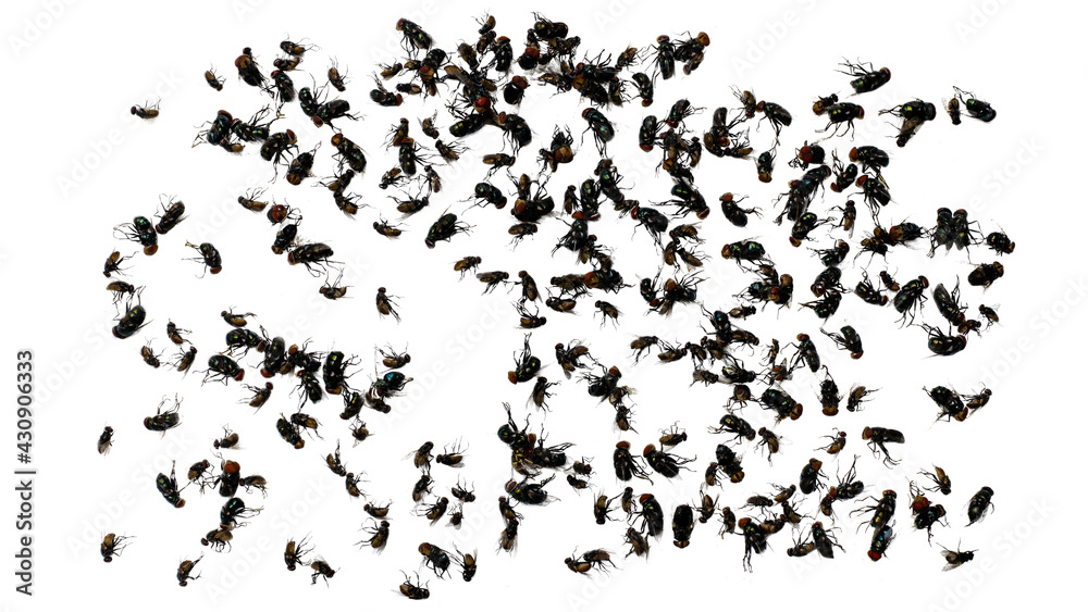 fly silhouettes isolated on white background with clipping path. fly silhouettes isolated on white background with clipping path.