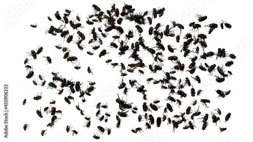 fly silhouettes isolated on white background with clipping path.