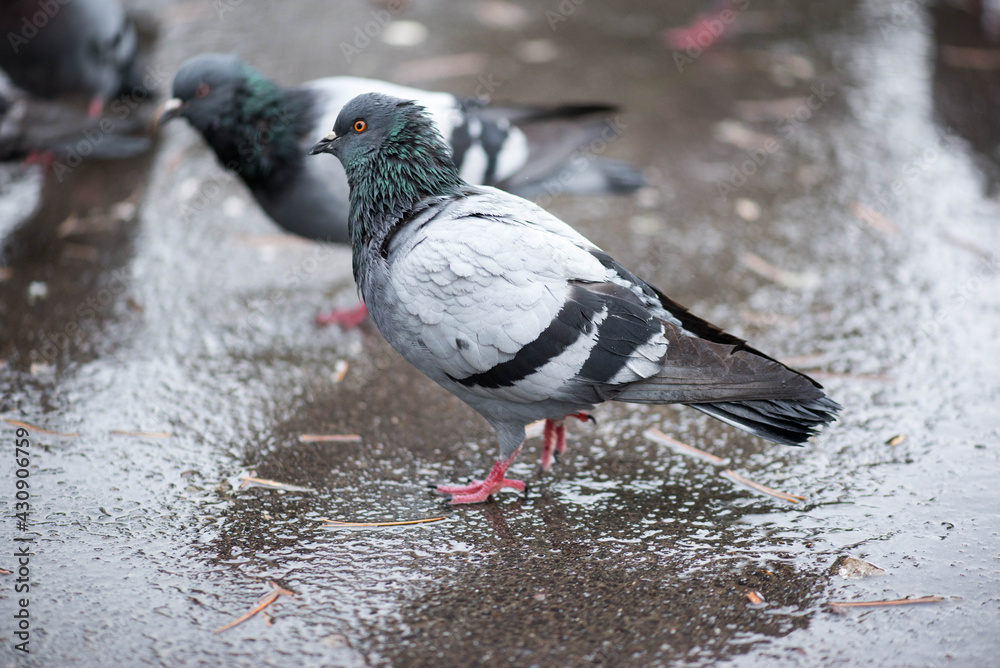 Fototapeta premium rain in spring in the park with pigeons
