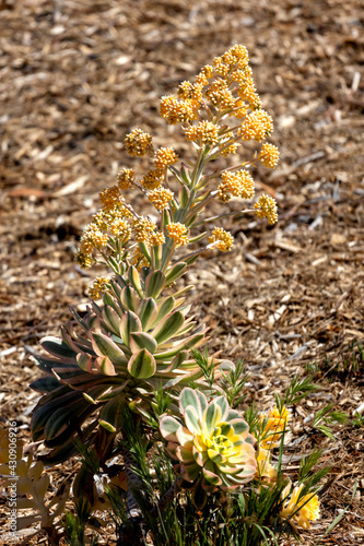 Succulent plant with yellow flowers