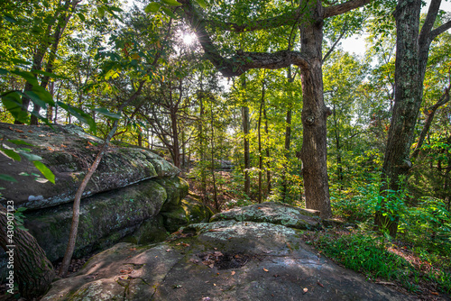 big rock in a forest