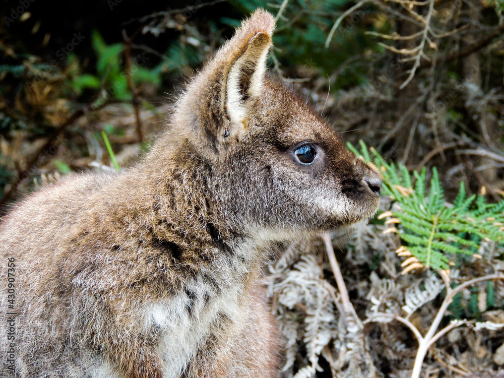 Naklejka premium Wallaby, Tasmania, Australia