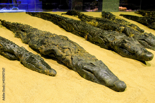 Foto Mummified crocodiles in museum at Kom Ombo temple, Kom Ombo, Egypt