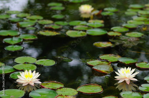 Water Lilies and Lily Pads on a Pond