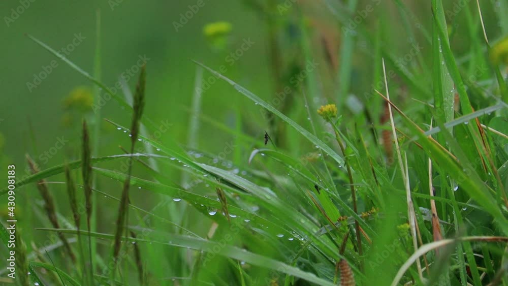 雨の日 草原 水滴 雨の日 草原 水滴