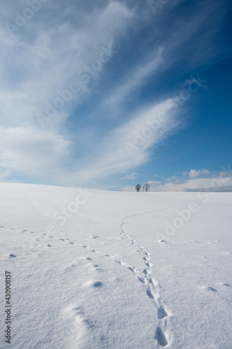 美瑛町の冬景色 親子の木と青空  © TATSUYA UEDA