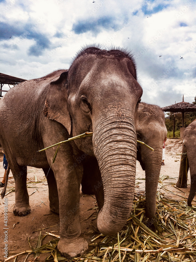 Fototapeta premium Elephant, Chiang Mai, Thailand
