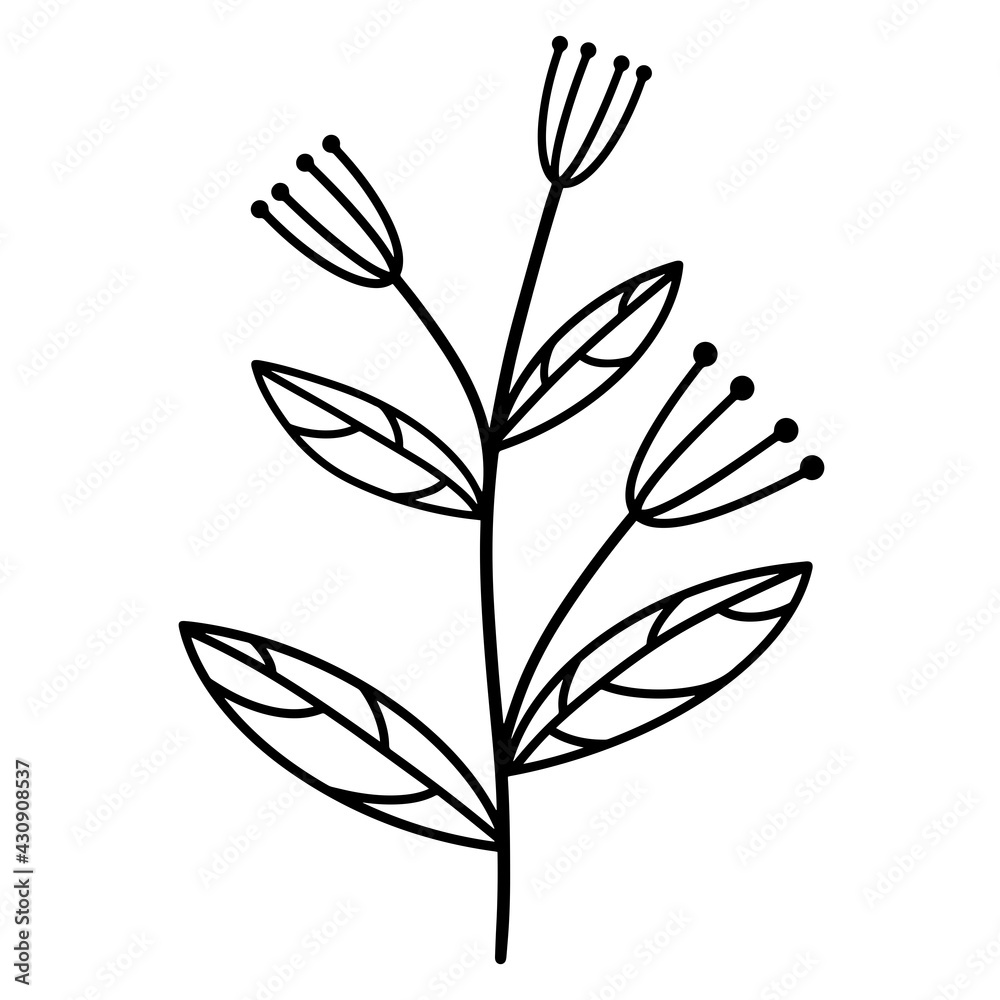 Vector botanical element herb with leaves. Umbrella plant illustration. Isolated icon on white background. Simple black doodle, outline
