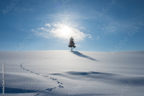 冬の美瑛の丘と一本の木  © TATSUYA UEDA