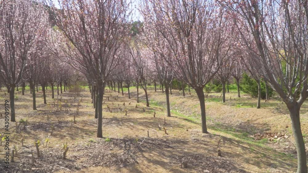 Blooming purple leaf plum flower,Prunus Cerasifera Ehrhar f. atropurpurea Blooming purple leaf plum flower,Prunus Cerasifera Ehrhar f. atropurpurea