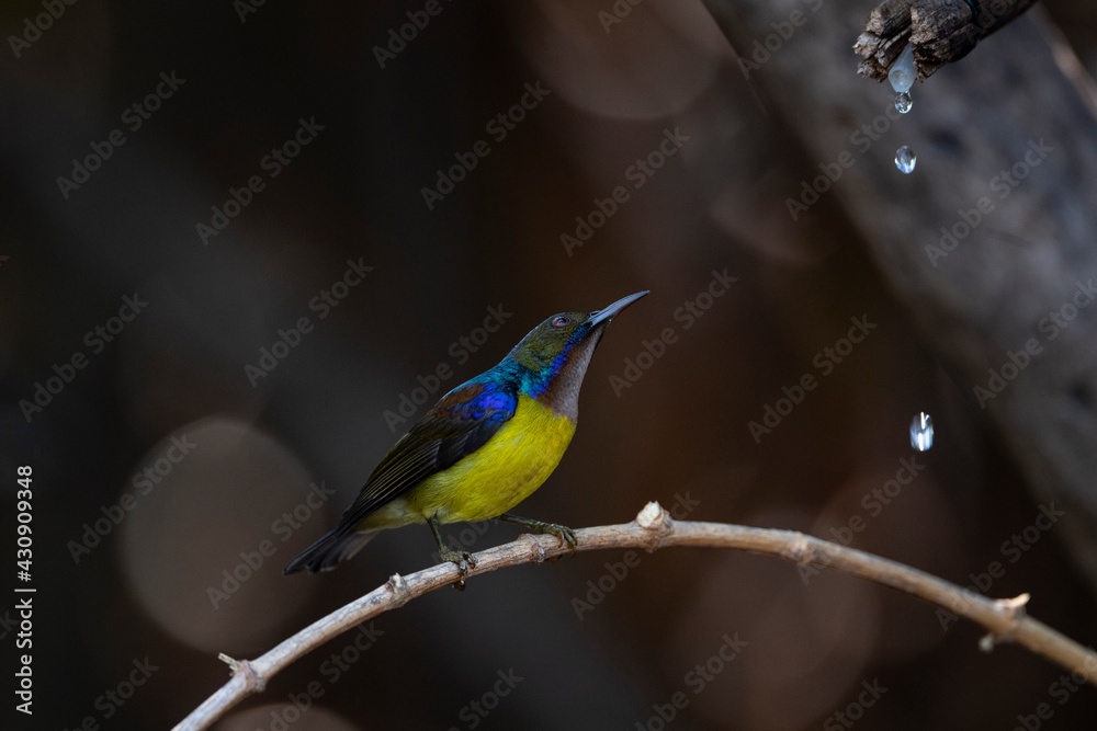 Fototapeta premium Brown - throated Sunbird