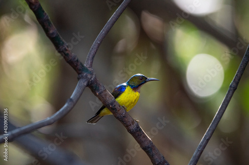 Brown - throated Sunbird photo