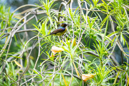 Brown - throated Sunbird