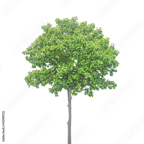Tree isolated on white with clipping path