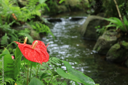 Flowers seen in the Tropical botanical garden,japan,神奈川