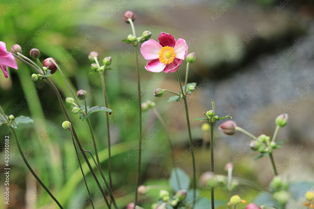 flowers seen in the Japanese gardenjapan,kanagawa flowers seen in the Japanese gardenjapan,kanagawa