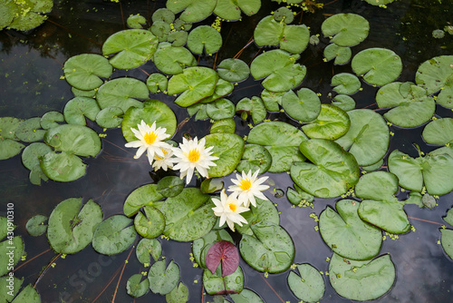 Beauty white lotus or water lily is in closeup in garden pond