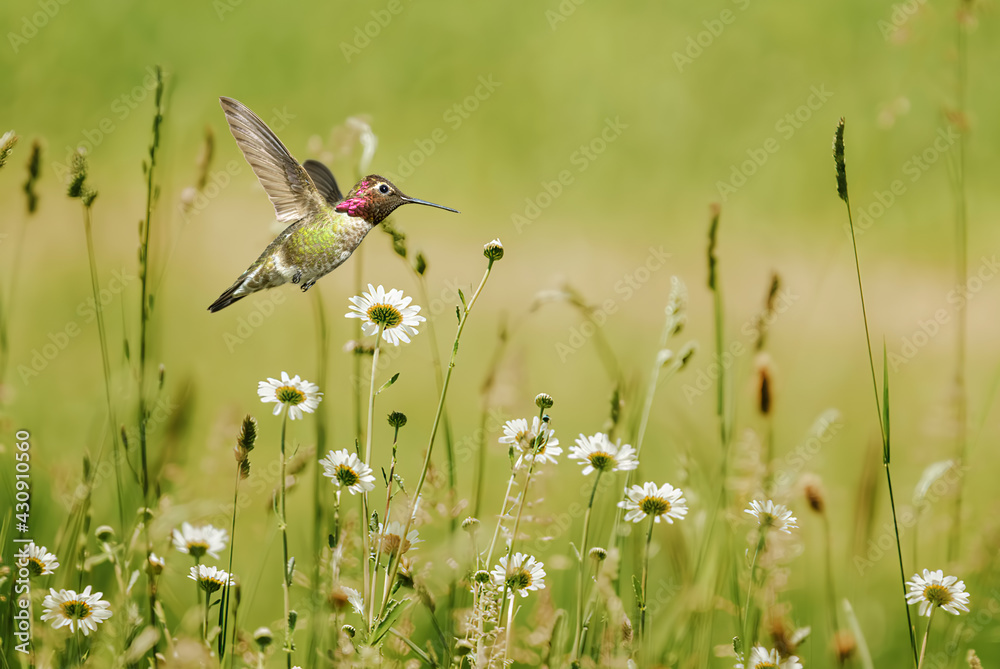 Fototapeta premium Close-up view of hummingbird in summer field