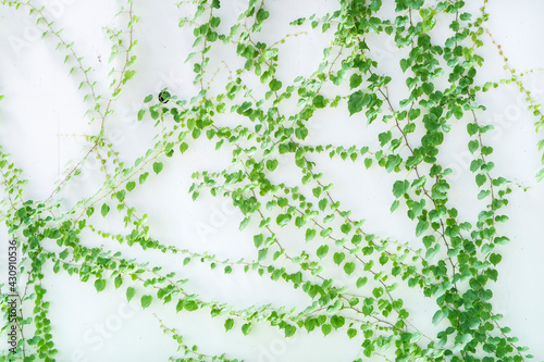 ivy leaves isolated on a white background