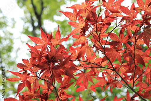 Flowers and landscapes seen at the Botanical Garden of Wetlands,japan,kanagawa,