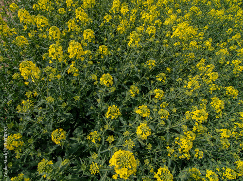 Flowering rapeseed   canola or colza  Brassica Napus . Plant for green energy and oil industry. Biodiesel. Blooming rapeseed.
