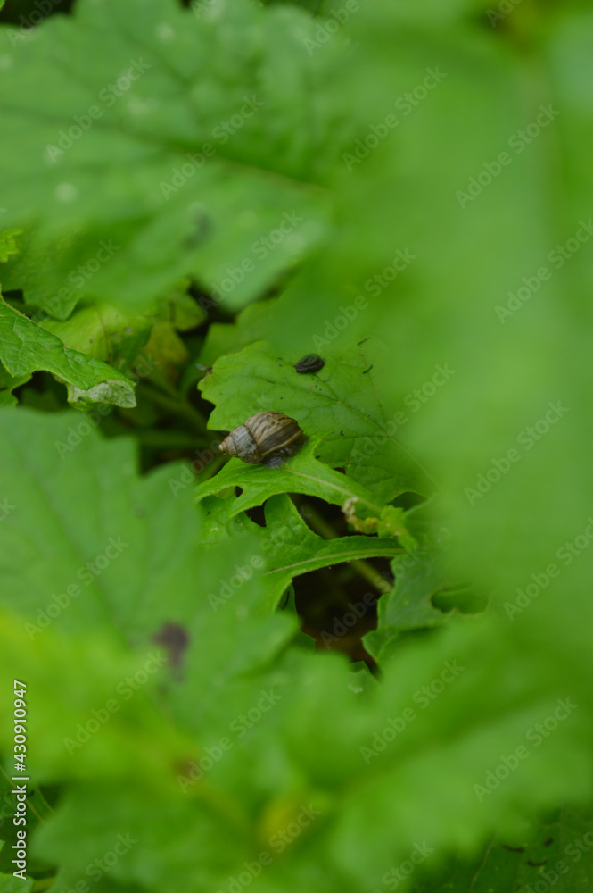 Lonely snail Lonely snail
