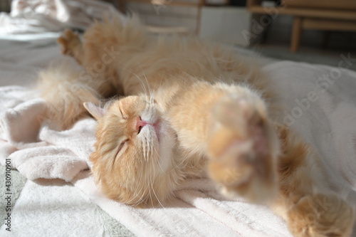 日向ぼっこする猫（マンチカン）