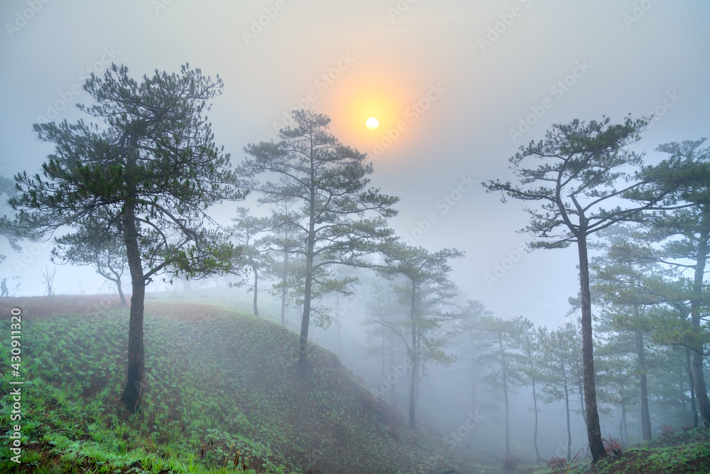 Dawn on the plateau when the sun was shining down wake-covered pine forests of white fog hypothalamus welcome new day in peace. Dawn on the plateau when the sun was shining down wake-covered pine forests of white fog hypothalamus welcome new day in peace.