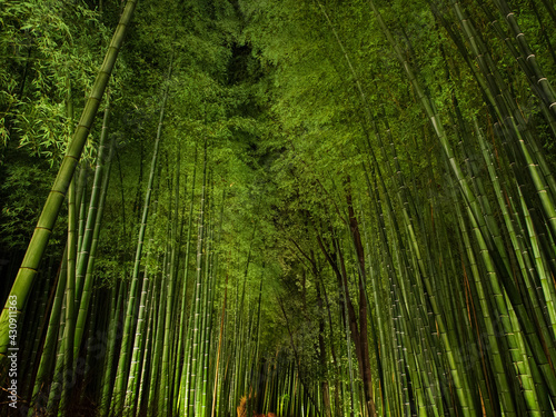 京都 竹の小径