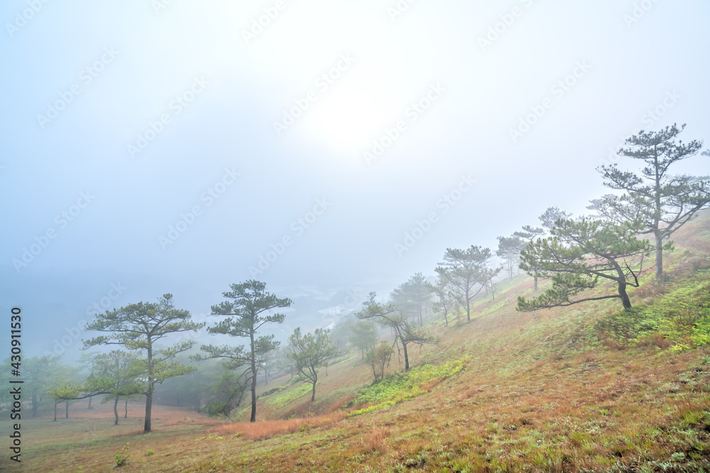 The scene of the pine forest on the hill covered with morning mist is very mysterious but beautiful and peaceful in the highlands of Vietnam The scene of the pine forest on the hill covered with morning mist is very mysterious but beautiful and peaceful in the highlands of Vietnam