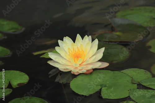 Water lily floating in the pond,japan,kanagawa © minkim31