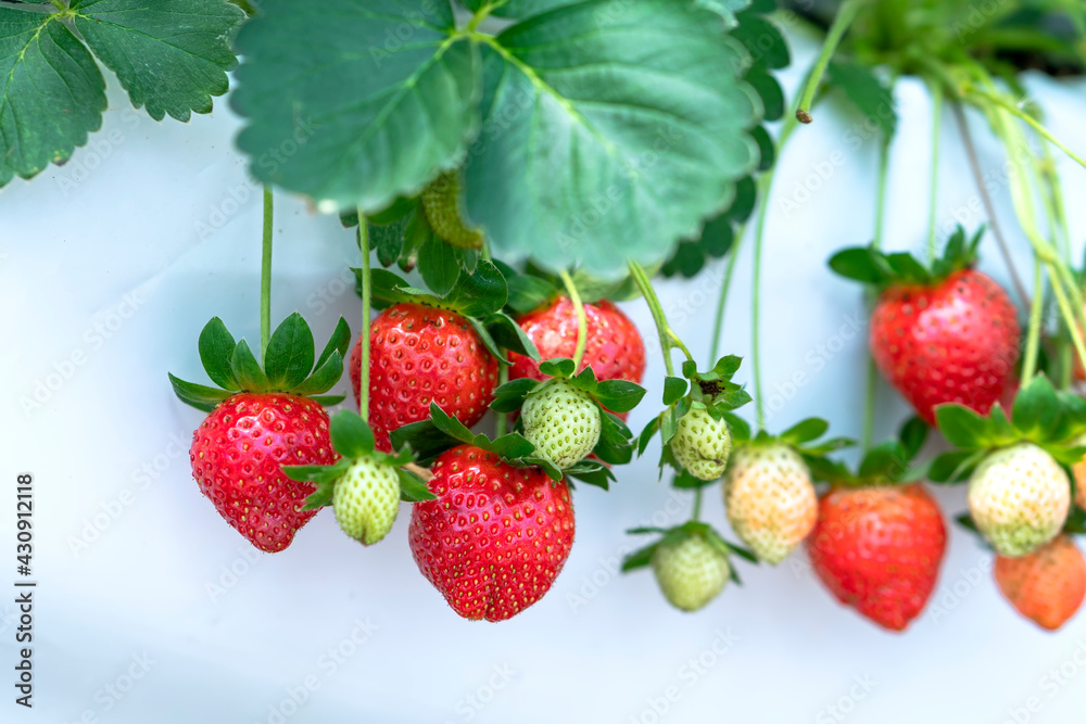 Red ripe strawberries on the rack in the garden. This fruit is rich in vitamin C and minerals beneficial to human health Red ripe strawberries on the rack in the garden. This fruit is rich in vitamin C and minerals beneficial to human health