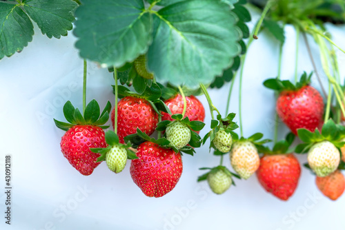 Red ripe strawberries on the rack in the garden. This fruit is rich in vitamin C and minerals beneficial to human health