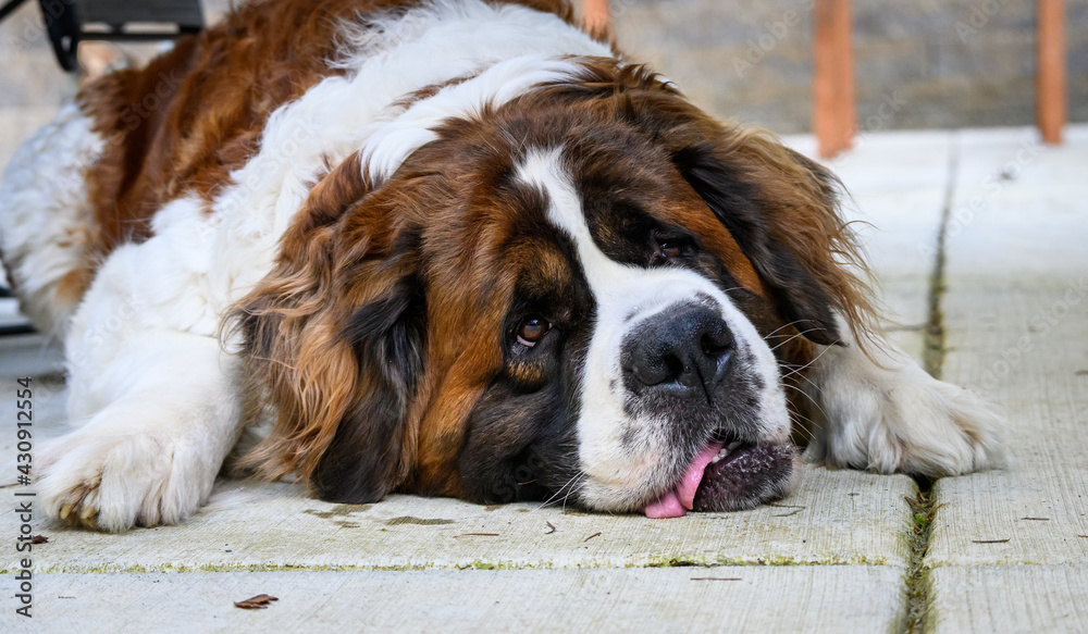 Closeup of Saint Bernard resting on a cement patio after hard play
