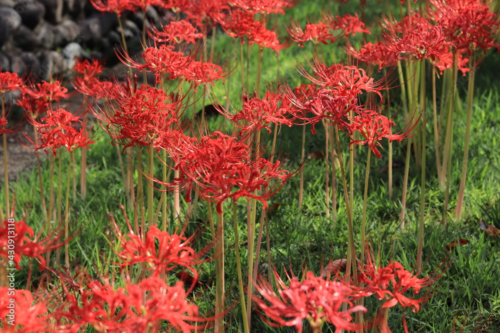 Cluster amaryllis(spider lily) blooming in the shrine,japan,kanagawa Cluster amaryllis(spider lily) blooming in the shrine,japan,kanagawa