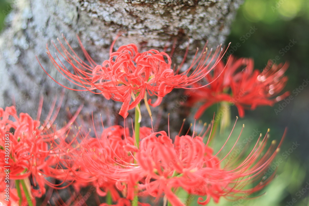 Cluster amaryllis(spider lily) blooming in the shrine,japan,kanagawa Cluster amaryllis(spider lily) blooming in the shrine,japan,kanagawa